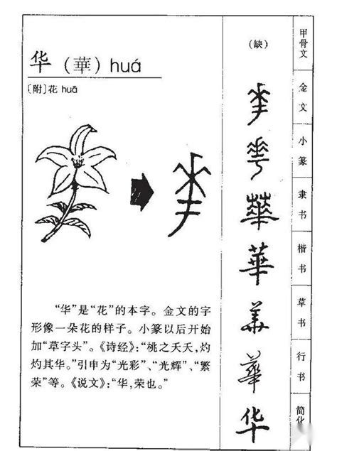 華名字意思|华的解釋